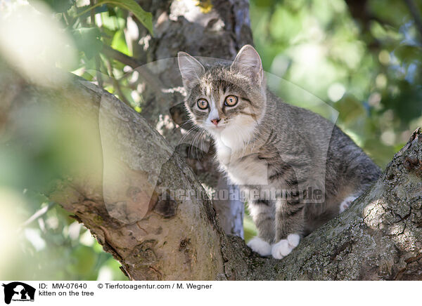 Ktzchen auf dem Baum / kitten on the tree / MW-07640