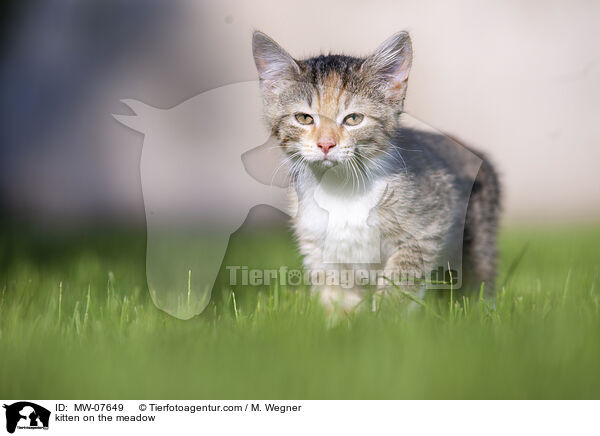 kitten on the meadow / MW-07649