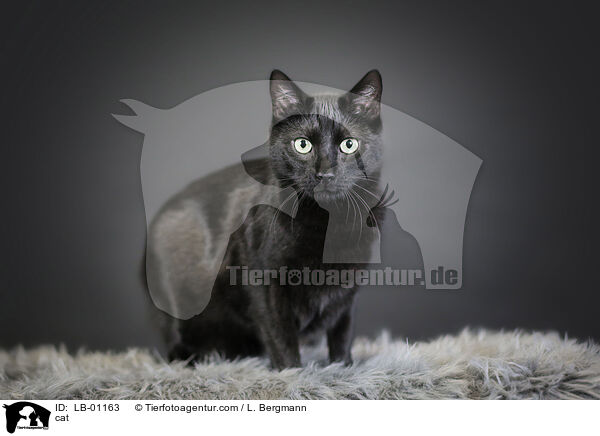 Hauskatze / cat / LB-01163