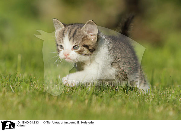 Ktzchen / Kitten / EHO-01233