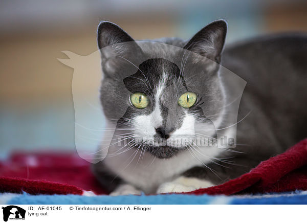 liegende Hauskatze / lying cat / AE-01045