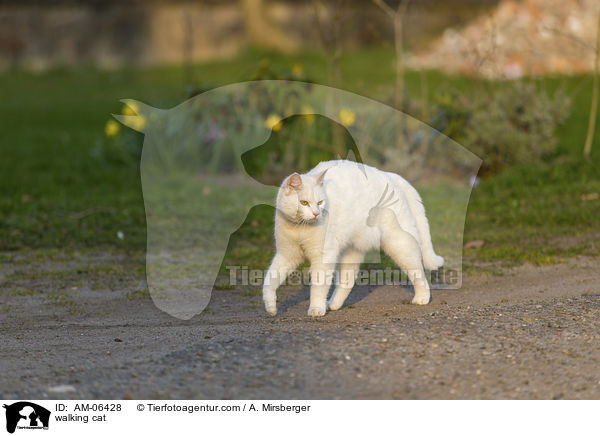 walking cat / AM-06428