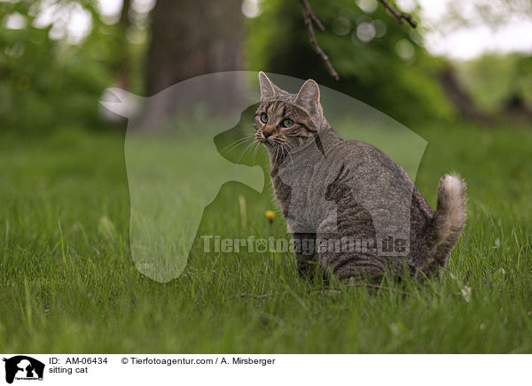 sitzende Hauskatze / sitting cat / AM-06434