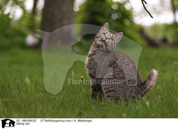 sitzende Hauskatze / sitting cat / AM-06435