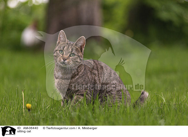 sitzende Hauskatze / sitting cat / AM-06440