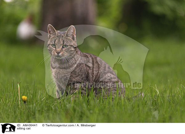sitzende Hauskatze / sitting cat / AM-06441