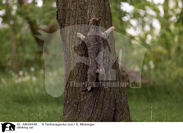 kletternde Hauskatze / climbing cat / AM-06446