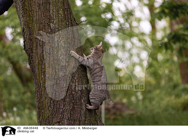 kletternde Hauskatze / climbing cat / AM-06448