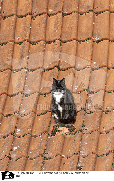 Hauskatze / cat / AM-06454
