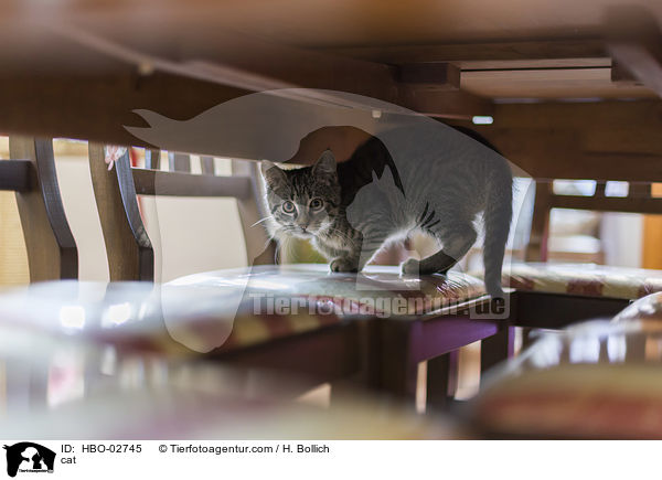 Hauskatze / cat / HBO-02745