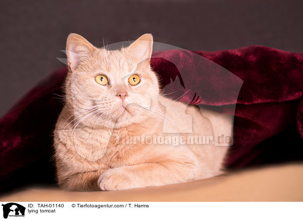 liegender Kater / lying tomcat / TAH-01140