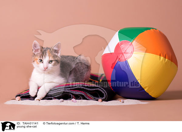 junge Ktzin / young she-cat / TAH-01141