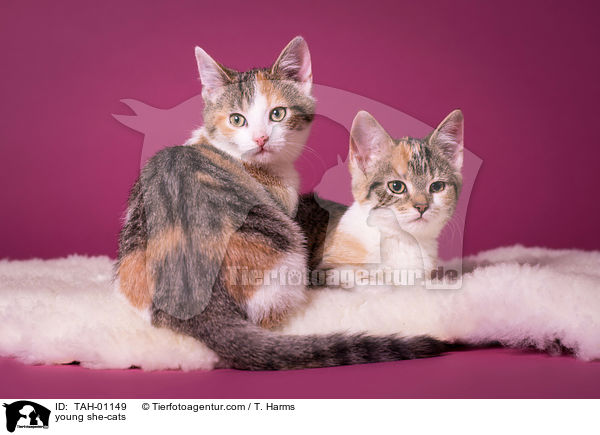 junge Ktzinnen / young she-cats / TAH-01149
