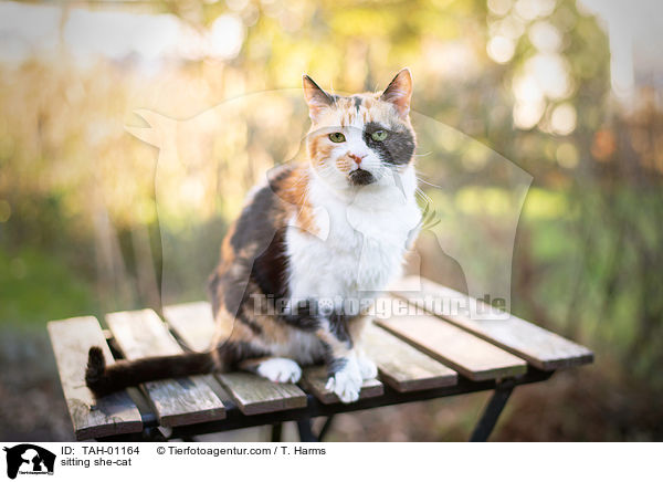 sitzende Ktzin / sitting she-cat / TAH-01164