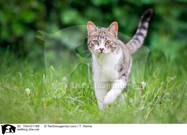 laufende Ktzin / walking she-cat / TAH-01166