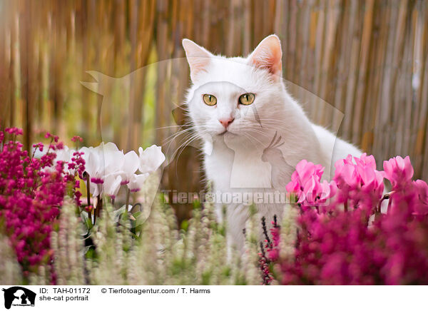 Ktzin Portrait / she-cat portrait / TAH-01172