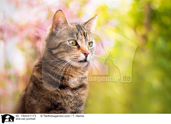 she-cat portrait / TAH-01173