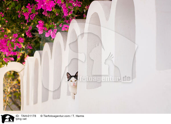 liegende Katze / lying cat / TAH-01178
