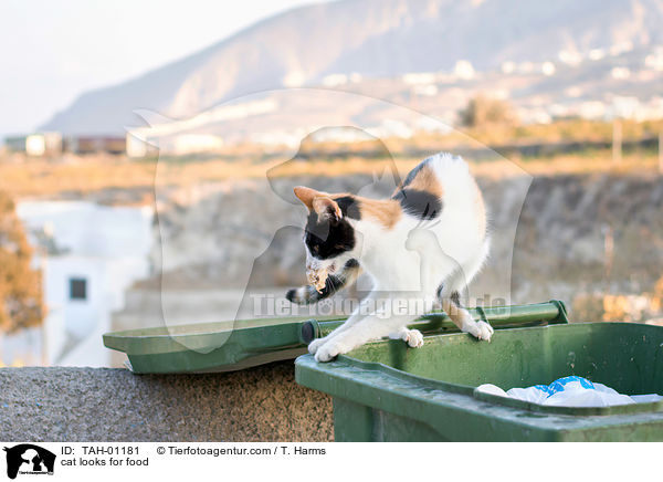 Hauskatze sucht Fressbares / cat looks for food / TAH-01181