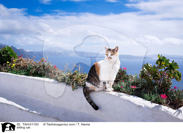 sitting cat / TAH-01193