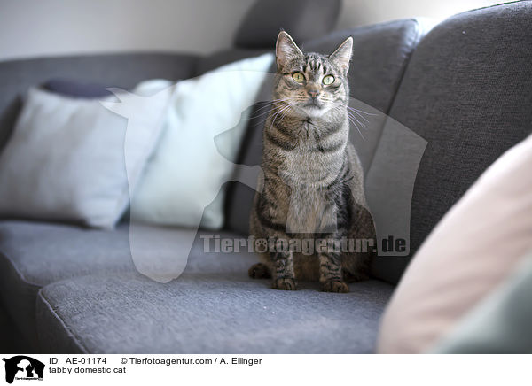 getigerte Hauskatze / tabby domestic cat / AE-01174