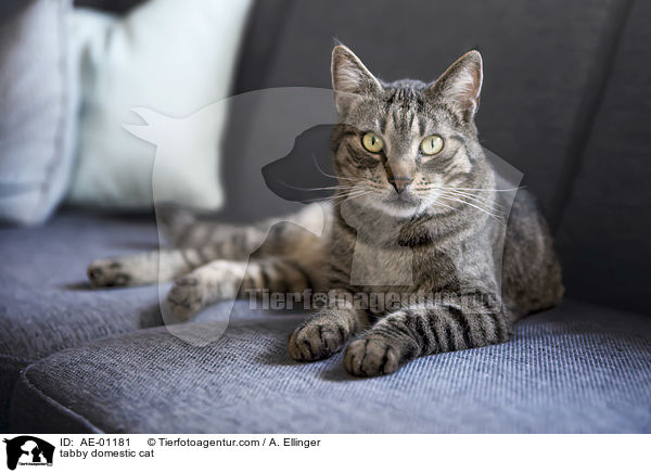 getigerte Hauskatze / tabby domestic cat / AE-01181