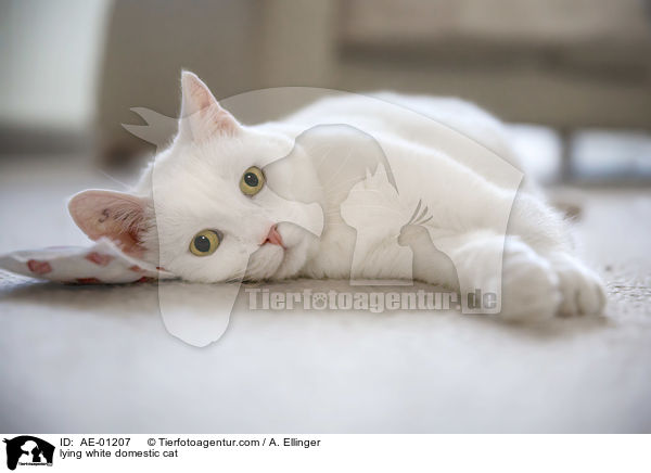 liegende weie Hauskatze / lying white domestic cat / AE-01207