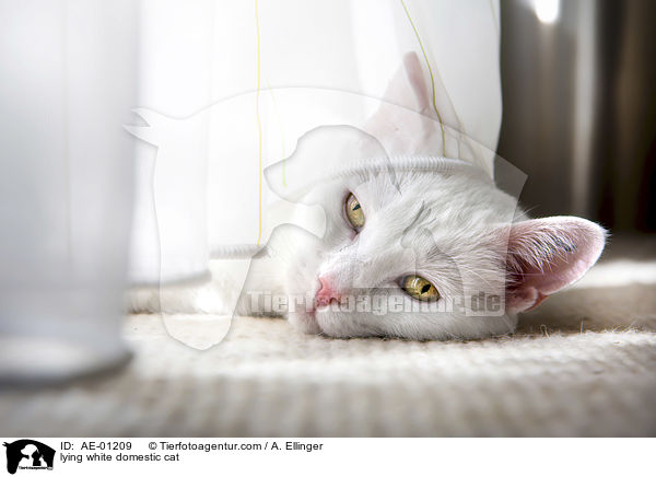 liegende weie Hauskatze / lying white domestic cat / AE-01209