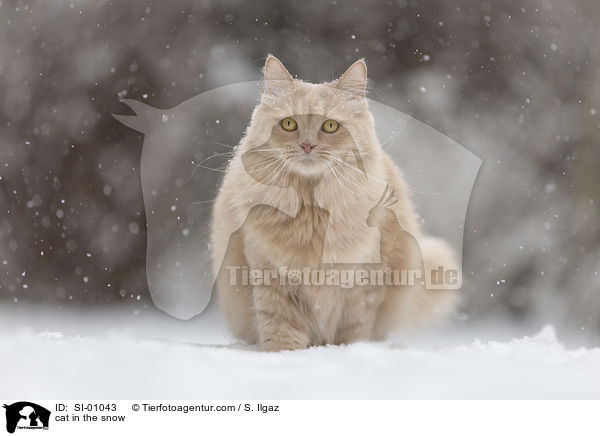 Katze im Schnee / cat in the snow / SI-01043