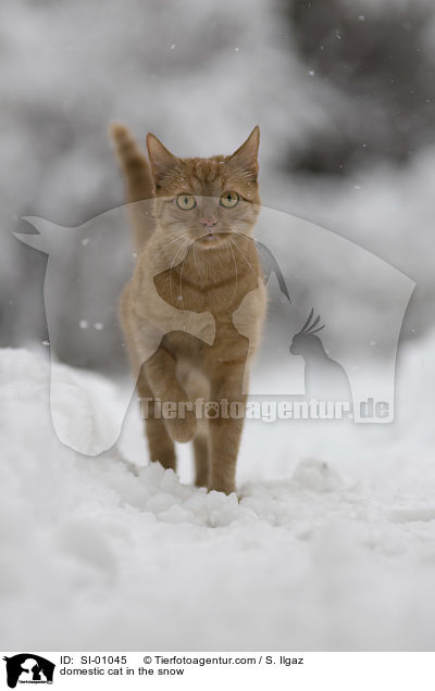 domestic cat in the snow / SI-01045