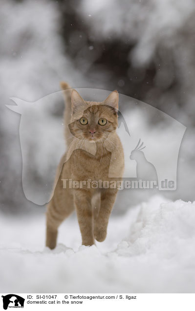domestic cat in the snow / SI-01047