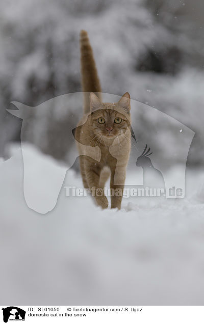 domestic cat in the snow / SI-01050
