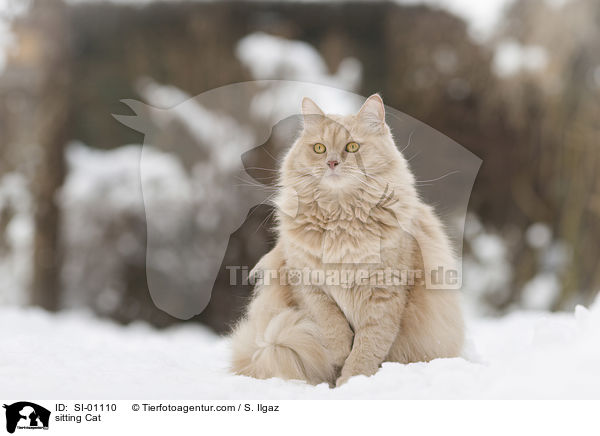 sitzende Katze / sitting Cat / SI-01110