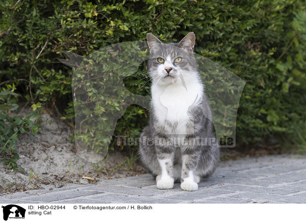 sitzende Katze / sitting Cat / HBO-02944
