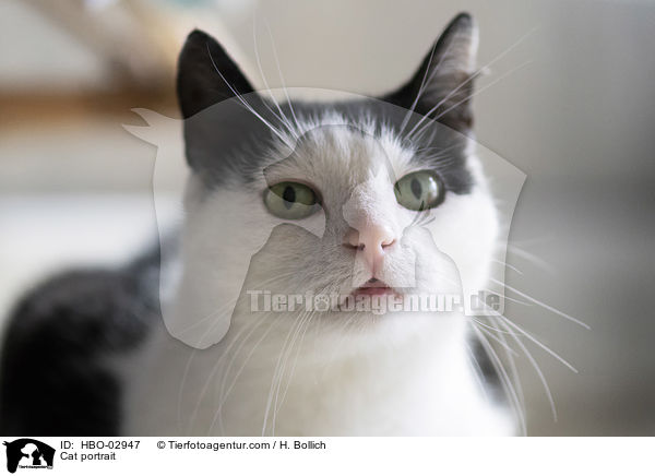 Cat portrait / HBO-02947