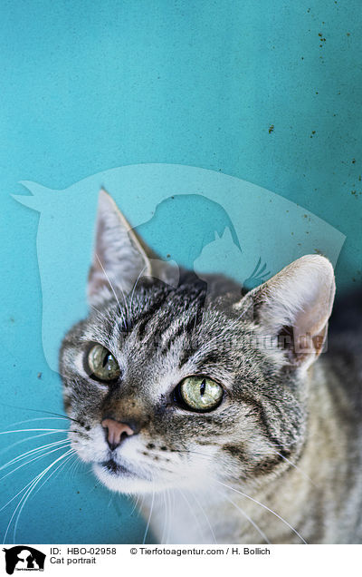 Katze Portrait / Cat portrait / HBO-02958