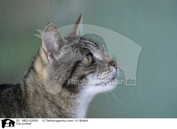 Cat portrait / HBO-02959