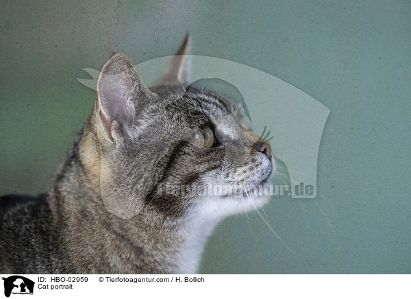 Katze Portrait / Cat portrait / HBO-02959