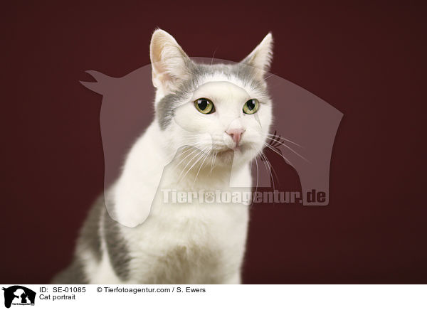 Cat portrait / SE-01085