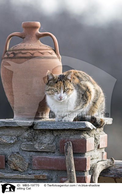 sitzende Hauskatze / sitting Cat / MBS-19770