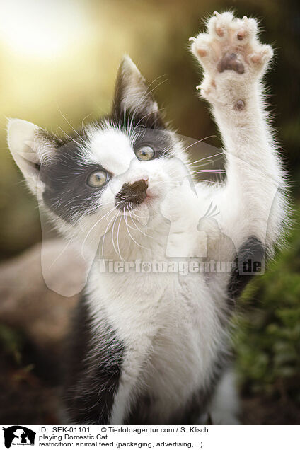 spielende Hauskatze / playing Domestic Cat / SEK-01101