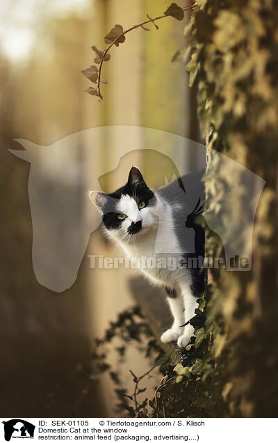 Hauskatze am Fenster / Domestic Cat at the window / SEK-01105