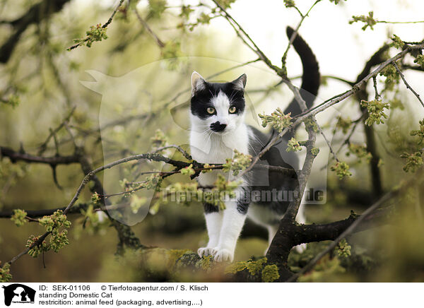 standing Domestic Cat / SEK-01106