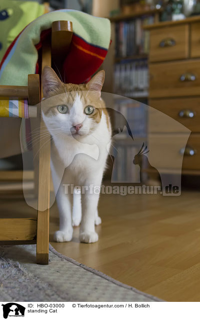 stehende Hauskatze / standing Cat / HBO-03000