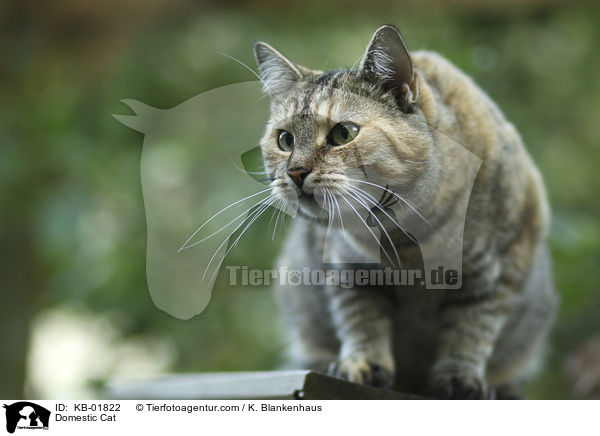 Hauskatze / Domestic Cat / KB-01822