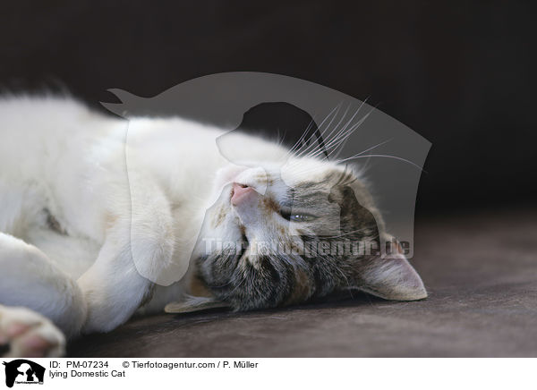 liegende Hauskatze / lying Domestic Cat / PM-07234