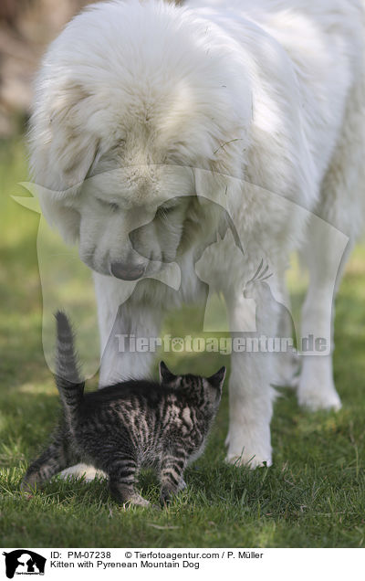 Kitten with Pyrenean Mountain Dog / PM-07238