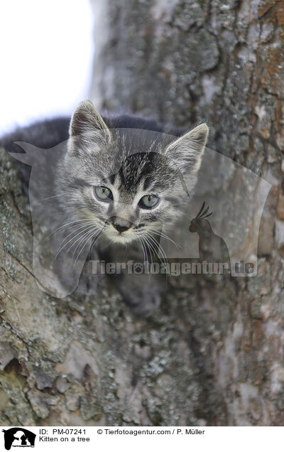 Kitten on a tree / PM-07241