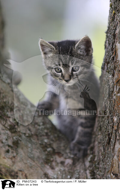 Kitten on a tree / PM-07243