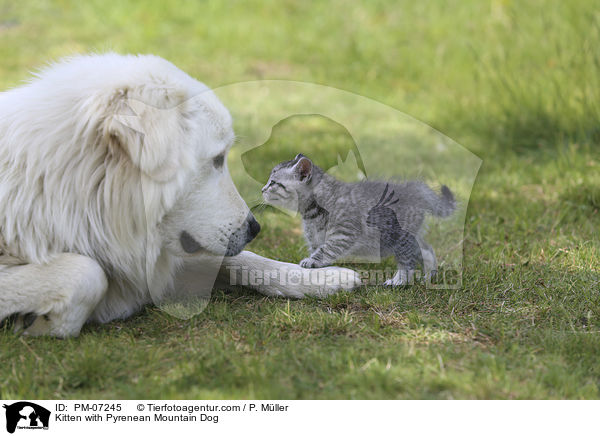 Ktzchen mit Pyrenenberghund / Kitten with Pyrenean Mountain Dog / PM-07245